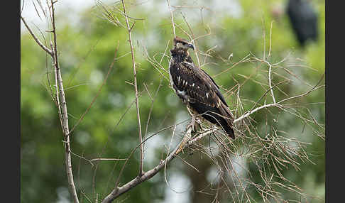 Schreiseeadler (Haliaeetus vocifer)