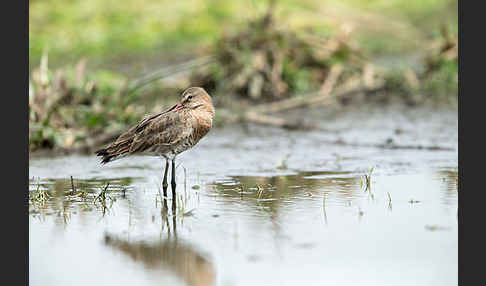 Uferschnepfe (Limosa limosa)