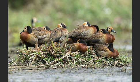 Witwenpfeifgans (Dendrocygna viduata)