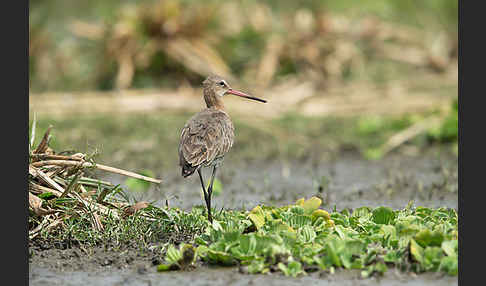 Uferschnepfe (Limosa limosa)