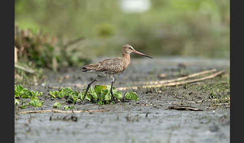 Uferschnepfe (Limosa limosa)