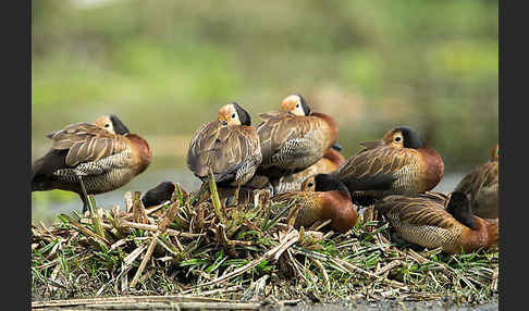 Witwenpfeifgans (Dendrocygna viduata)