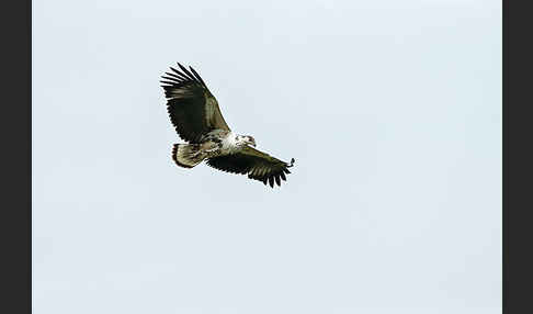 Schreiseeadler (Haliaeetus vocifer)