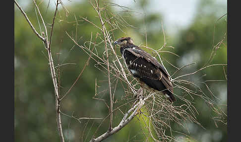 Schreiseeadler (Haliaeetus vocifer)