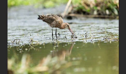 Uferschnepfe (Limosa limosa)