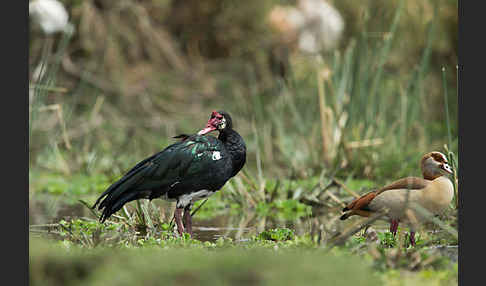 Sporngans (Plectropterus gambensis)