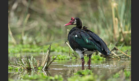 Sporngans (Plectropterus gambensis)