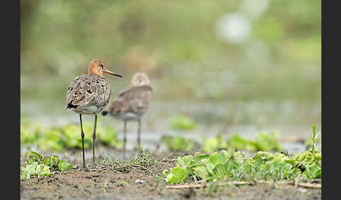 Uferschnepfe (Limosa limosa)