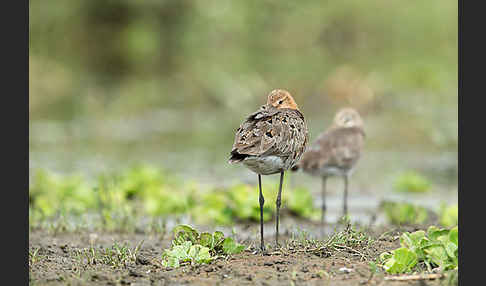 Uferschnepfe (Limosa limosa)