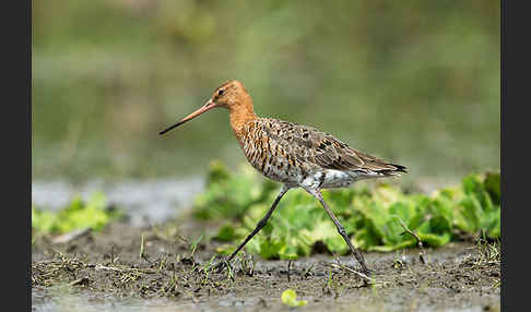 Uferschnepfe (Limosa limosa)