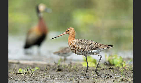 Uferschnepfe (Limosa limosa)