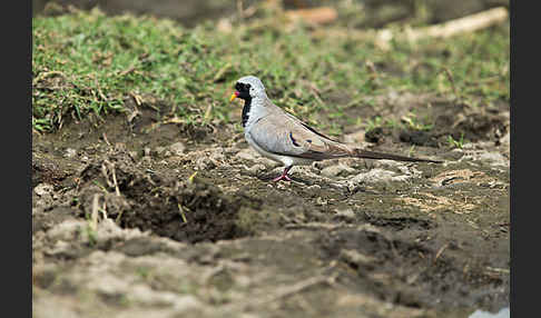 Kaptäubchen (Oena capensis)