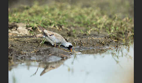 Kaptäubchen (Oena capensis)