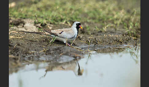 Kaptäubchen (Oena capensis)