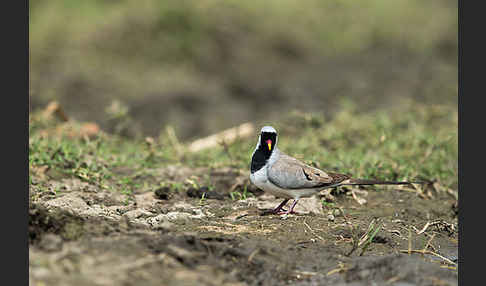 Kaptäubchen (Oena capensis)