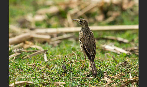 Zimtspornpieper (Anthus cinnamomeus)