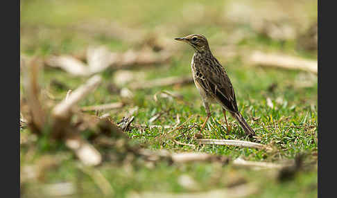 Zimtspornpieper (Anthus cinnamomeus)