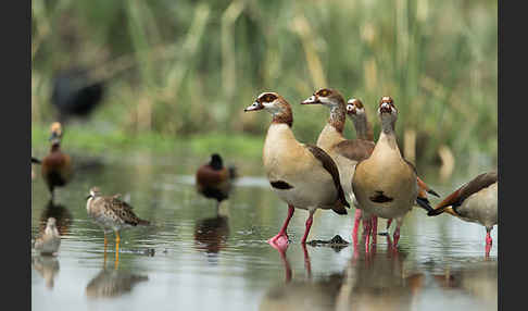 Nilgans (Alopochen aegyptiacus)