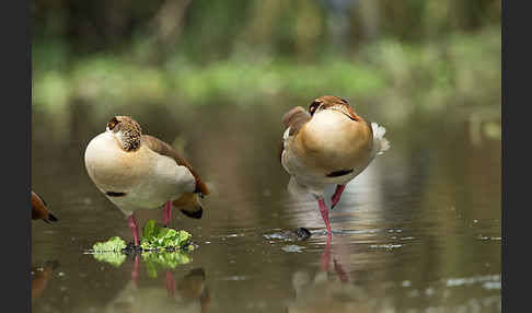 Nilgans (Alopochen aegyptiacus)