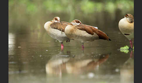 Nilgans (Alopochen aegyptiacus)