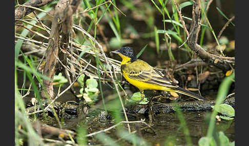 Maskenstelze (Motacilla flava feldegg)