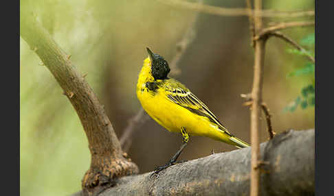 Maskenstelze (Motacilla flava feldegg)