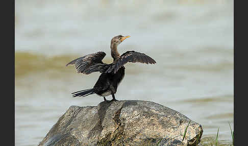 Riedscharbe (Phalacrocorax africanus)