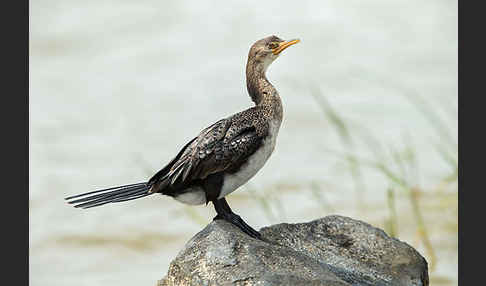 Riedscharbe (Phalacrocorax africanus)