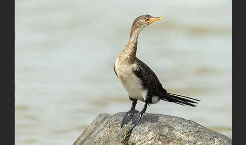 Riedscharbe (Phalacrocorax africanus)