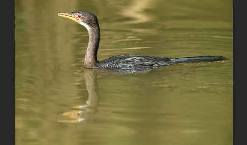 Riedscharbe (Phalacrocorax africanus)