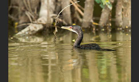 Riedscharbe (Phalacrocorax africanus)