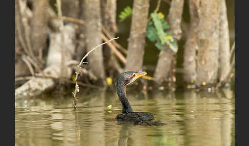 Riedscharbe (Phalacrocorax africanus)