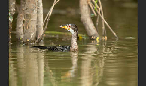 Riedscharbe (Phalacrocorax africanus)