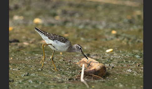 Bruchwasserläufer (Tringa glareola)