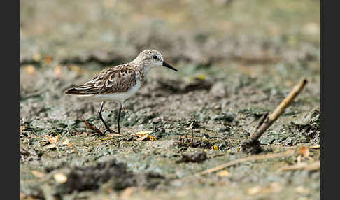 Zwergstrandläufer (Calidris minuta)