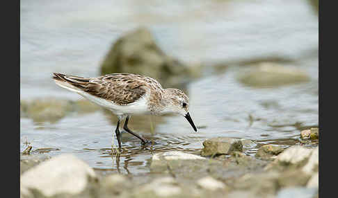 Zwergstrandläufer (Calidris minuta)