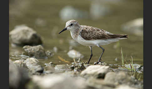 Zwergstrandläufer (Calidris minuta)