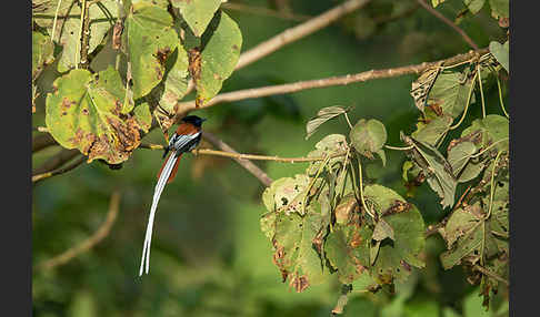Graubrust-Paradiesschnäpper (Terpsiphone viridis)