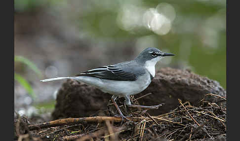 Langschwanzstelze (Motacilla clara)