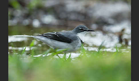 Langschwanzstelze (Motacilla clara)