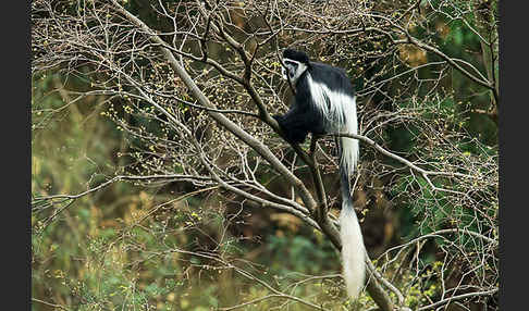 Mantelaffe (Colobus guereza)