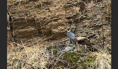 Wanderfalke ssp. 1 (Falco peregrinus minor)