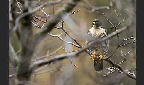 Wanderfalke ssp. 1 (Falco peregrinus minor)