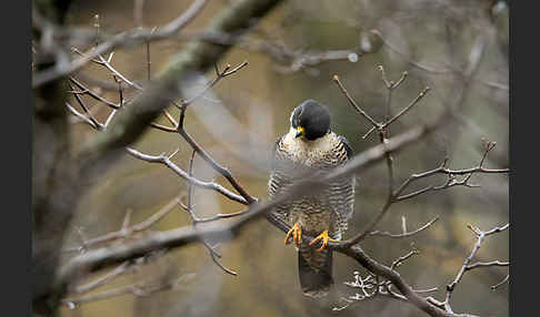 Wanderfalke ssp. 1 (Falco peregrinus minor)