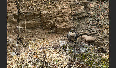 Wanderfalke ssp. 1 (Falco peregrinus minor)