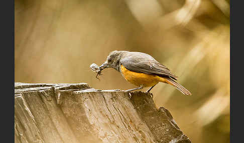 Schluchtenrötel (Monticola rufocinereus)