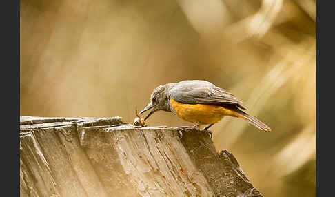 Schluchtenrötel (Monticola rufocinereus)