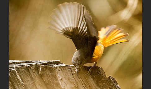 Schluchtenrötel (Monticola rufocinereus)