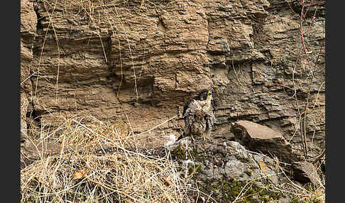 Wanderfalke ssp. 1 (Falco peregrinus minor)