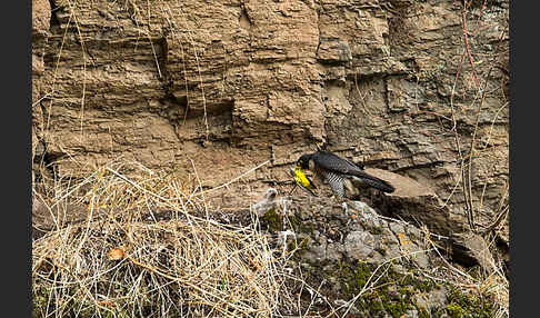 Wanderfalke ssp. 1 (Falco peregrinus minor)